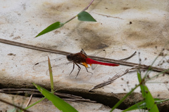 Orthetrum chrysis