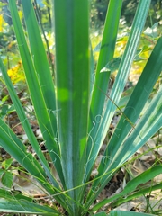 Yucca flaccida
