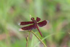 Neurothemis fluctuans