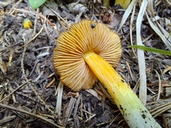 Hygrocybe acutoconica