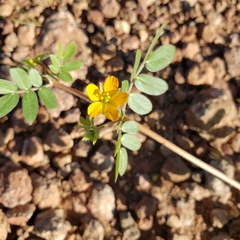 Kallstroemia parviflora