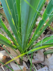 Yucca flaccida