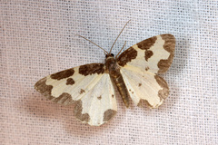 Lomaspilis marginata