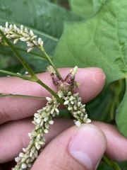 Melanopsichium pennsylvanicum