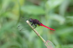 Orthetrum chrysis
