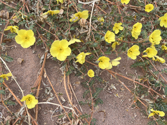 Tribulus