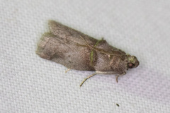 Acrobasis texana