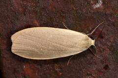 Eilema griseola