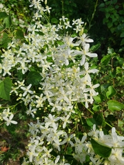 Clematis