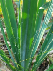 Yucca flaccida