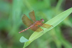 Neurothemis fluctuans