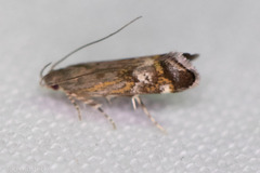 Anacampsis
