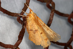 Ennomos autumnaria