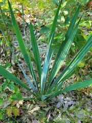 Yucca flaccida