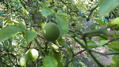 Citrus trifoliata