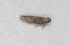 Hypatima
