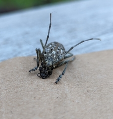 Monochamus notatus