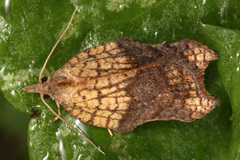 Acleris emargana