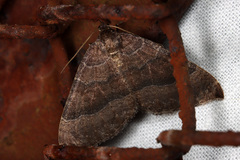 Larentia clavaria