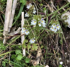 Euphrasia officinalis