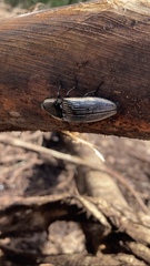 Chalcolepidius rugatus