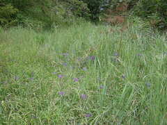 Camassia quamash