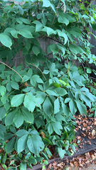 Aesculus parviflora