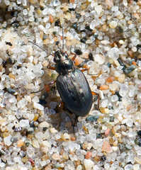 Bembidion