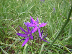 Camassia quamash