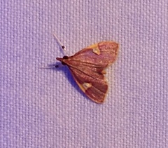 Deuterophysa