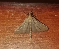 Dolicharthria punctalis