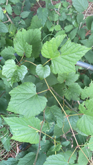 Ampelopsis glandulosa