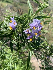 Solanum crispum
