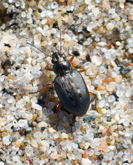 Bembidion