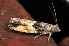 Epinotia nisella
