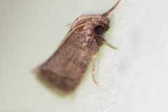 Acrolophus texanella