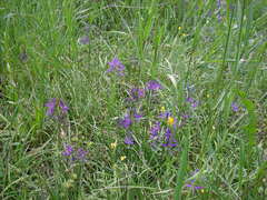 Camassia quamash