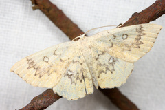 Cyclophora annularia