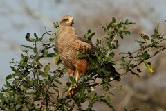 Buteogallus meridionalis