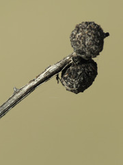 Tanaostigmodes howardii