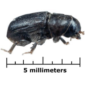 Mountain Pine Beetle