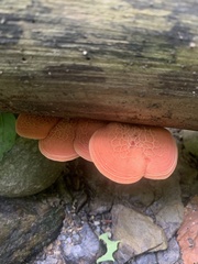 Rhodotus palmatus