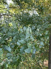 Quercus petraea