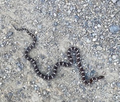 Lampropeltis triangulum