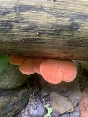 Rhodotus palmatus