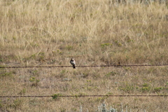 Eremophila alpestris