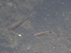 Poecilia reticulata