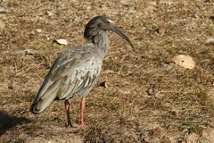 Theristicus caerulescens