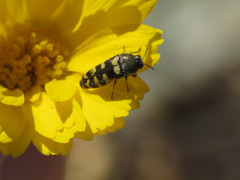 Acmaeodera alicia