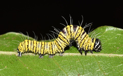 Egybolis vaillantina